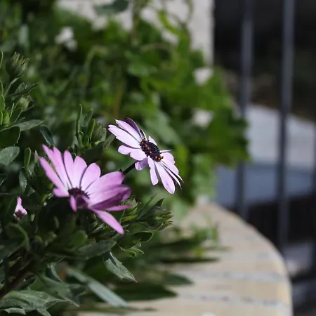 La Casa Di Bia * Corleone