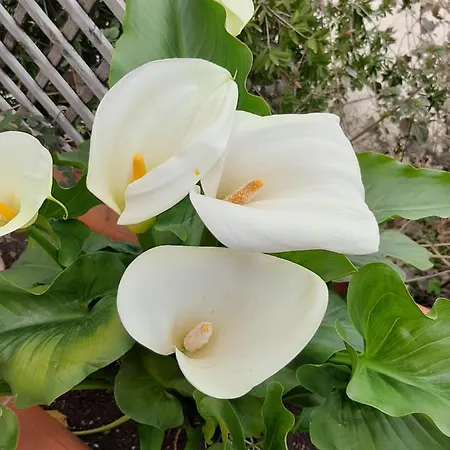 Frühstückspension La Casa Di Bia Corleone